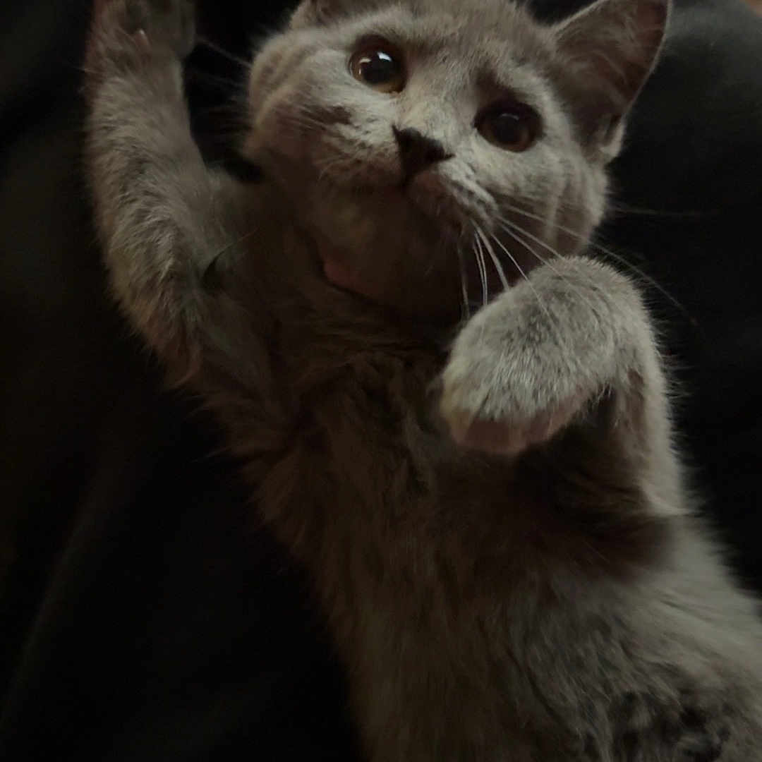 Stormi is registered to the contest to win money with this photo: cat, kitten, gray_cat, pet, animal, cute, feline, whiskers, paw, ears, eyes, fur, playful, domestic_animal, young_cat, indoor, resting, closeup, expression, curious