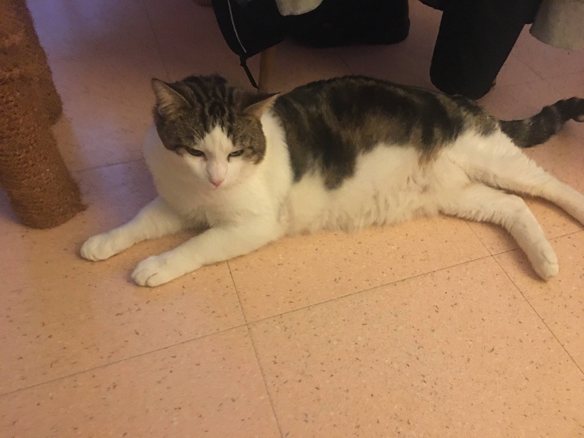 Duo participe au concours pour gagner de l'argent avec cette photo : carnivore, cat, claw, comfort, domestic_short_haired_cat, felidae, flooring, foot, fur, hardwood, human_leg, paw, small_to_medium_sized_cats, snout, tail, whiskers, wood, wood_flooring