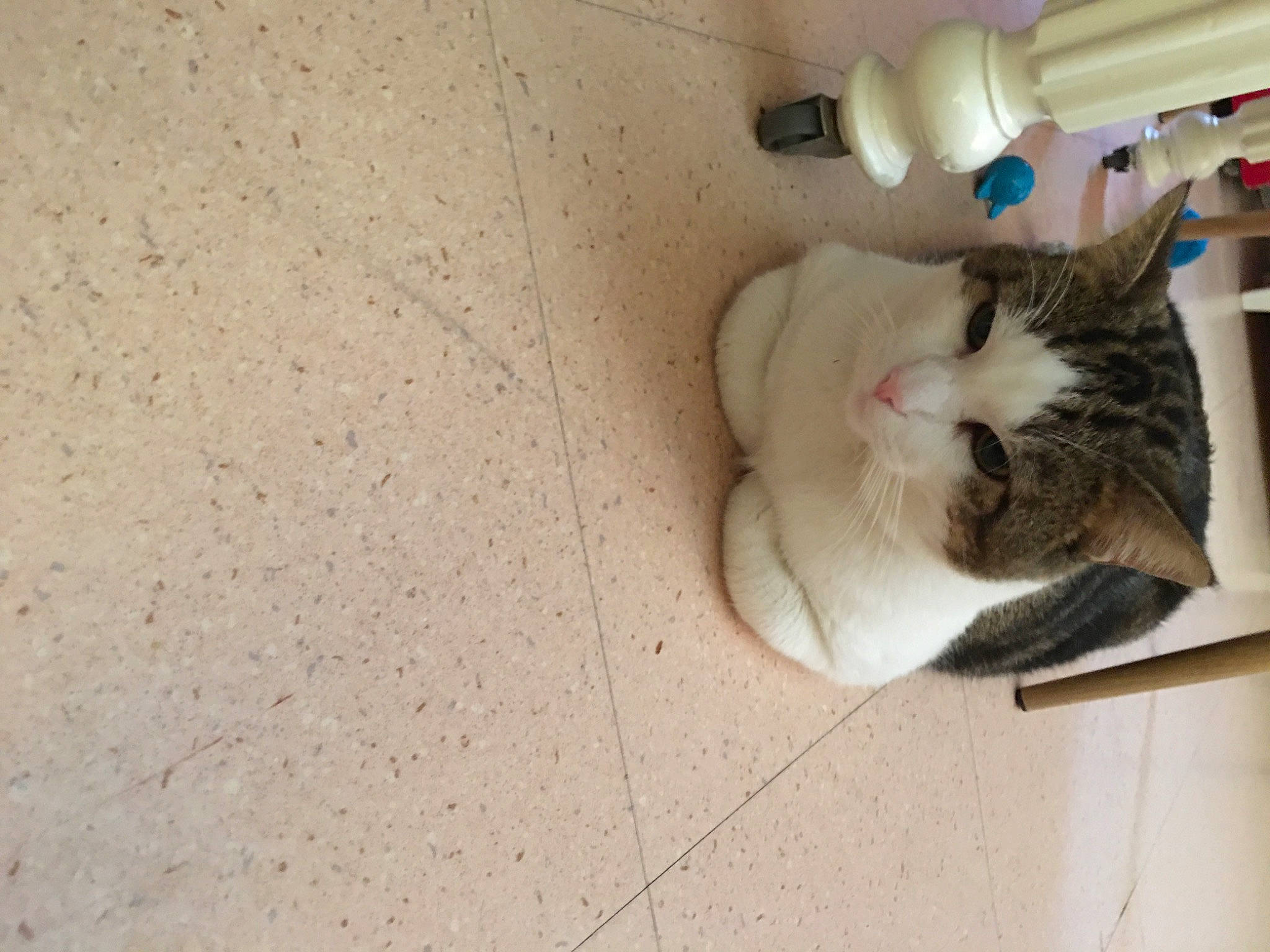 Duo a rejoint le concours — aidez-le/la à gagner de superbes lots ! bottle, canidae, carnivore, cat, domestic_short_haired_cat, fawn, felidae, floor, flooring, fur, hardwood, paw, plastic_bottle, small_to_medium_sized_cats, snout, sporting_group, tail, water_bottle, whiskers, wood