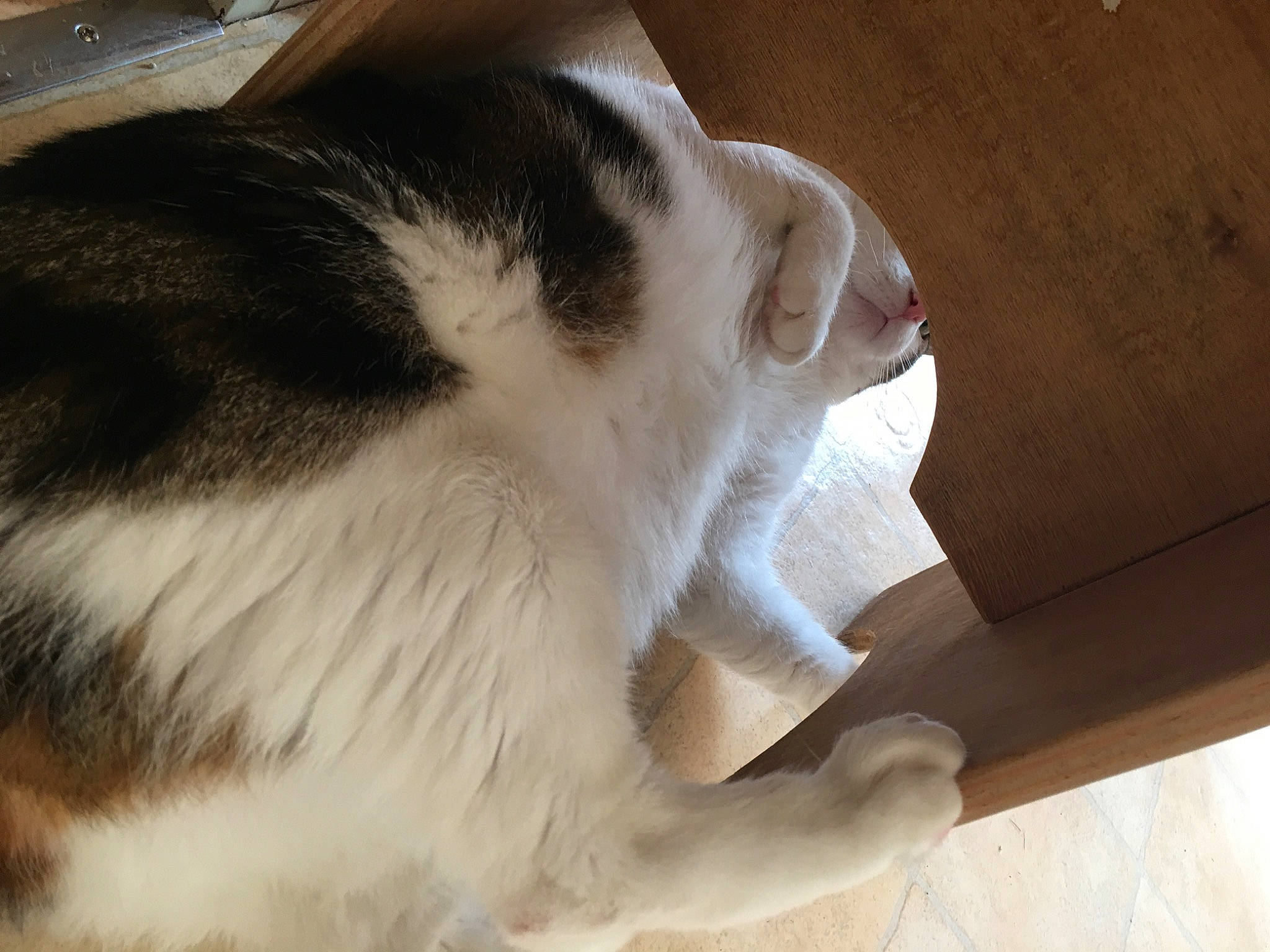 Duo participe au concours pour gagner de l'argent avec cette photo : canidae, carnivore, cat, comfort, domestic_short_haired_cat, felidae, flooring, fur, hardwood, nap, paw, plywood, small_to_medium_sized_cats, tail, whiskers, wood