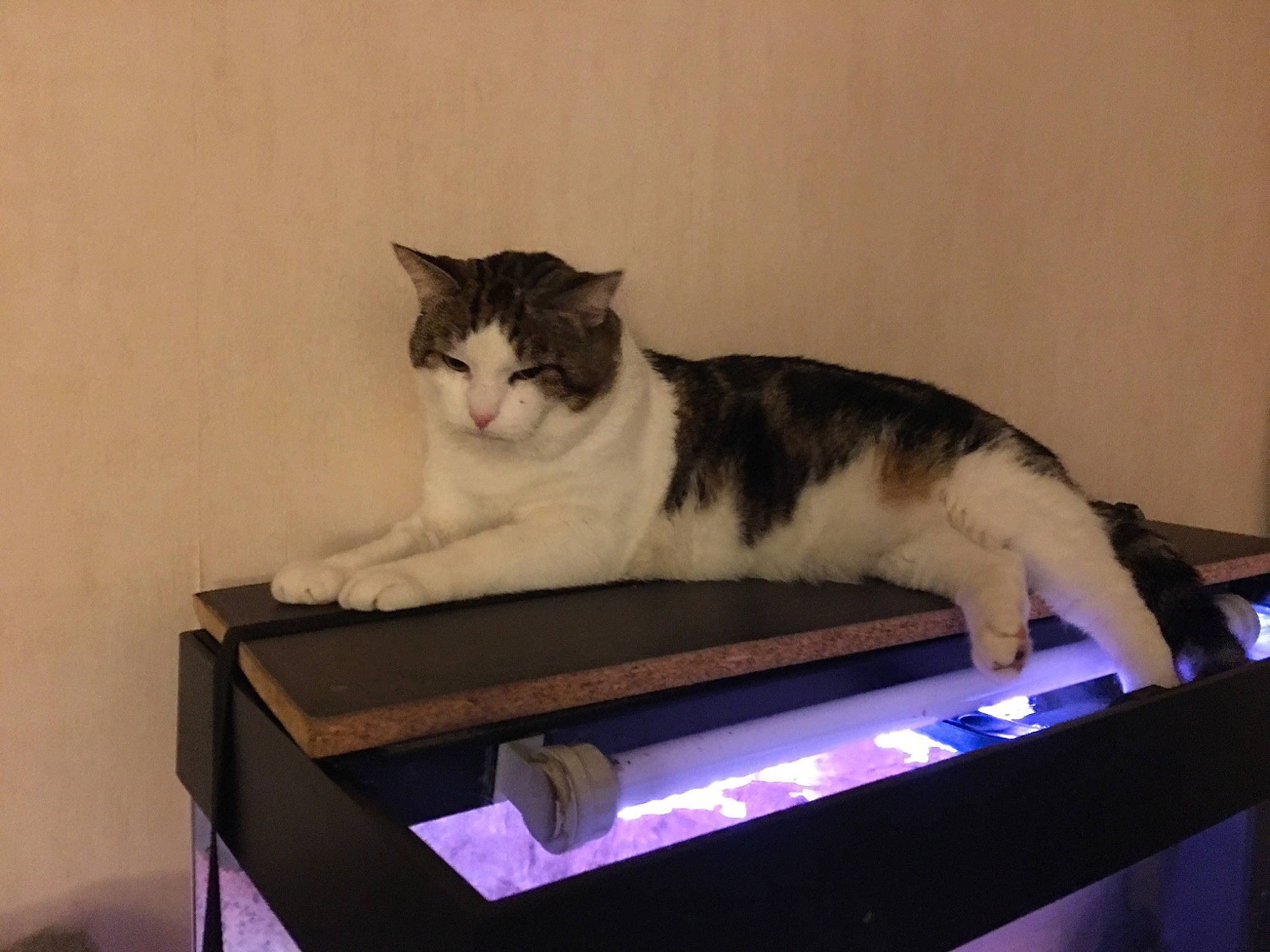 Duo a rejoint le concours — aidez-le/la à gagner de superbes lots ! carnivore, cat, domestic_short_haired_cat, felidae, fur, paw, pet_supply, rectangle, room, small_to_medium_sized_cats, table, tail, whiskers, wood