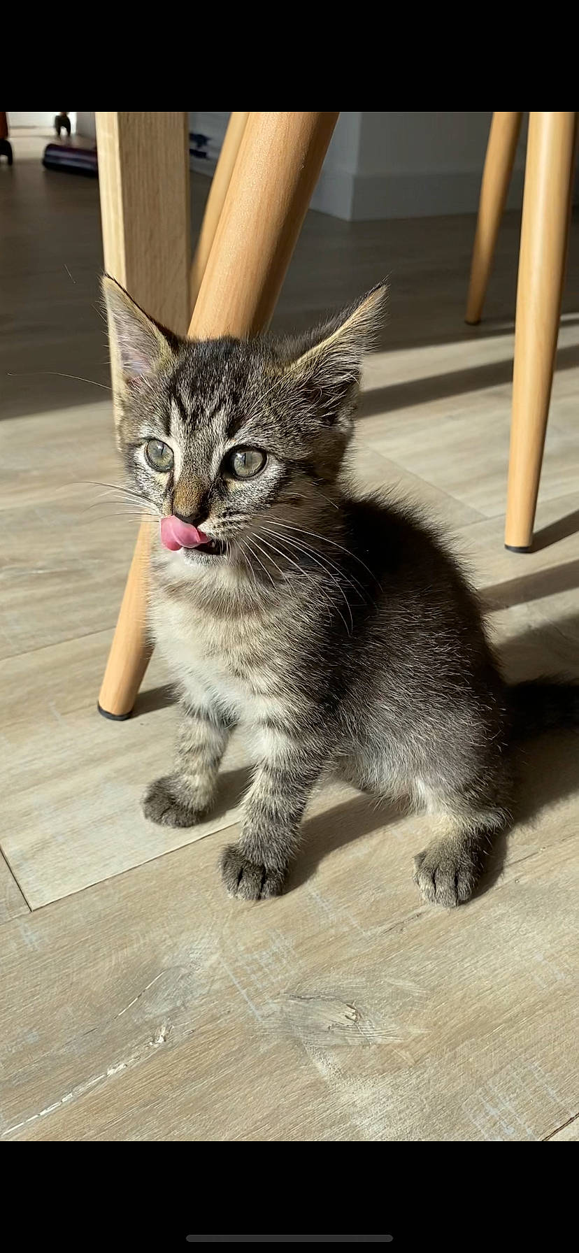Grisou participe au concours pour gagner de l'argent avec cette photo : carnivore, cat, claw, curious, domestic_short_haired_cat, felidae, flooring, foot, fur, metal, paw, road_surface, sitting, small_to_medium_sized_cats, snout, tail, terrestrial_animal, whiskers, wildlife, wood