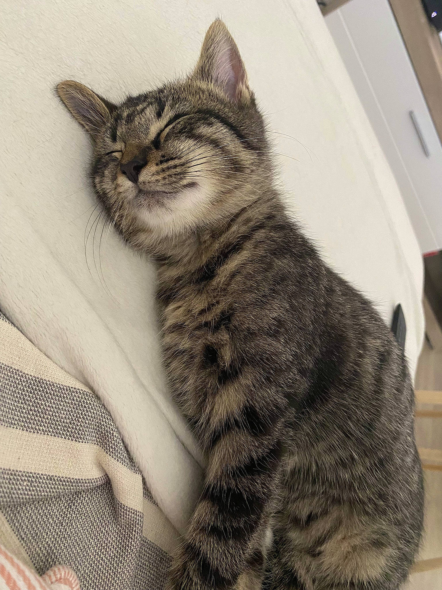 Grisou participe au concours pour gagner de l'argent avec cette photo : art, carnivore, cat, claw, domestic_short_haired_cat, eye, felidae, foot, fur, illustration, monochrome, monochrome_photography, pattern, paw, sitting, small_to_medium_sized_cats, snout, tail, terrestrial_animal, whiskers