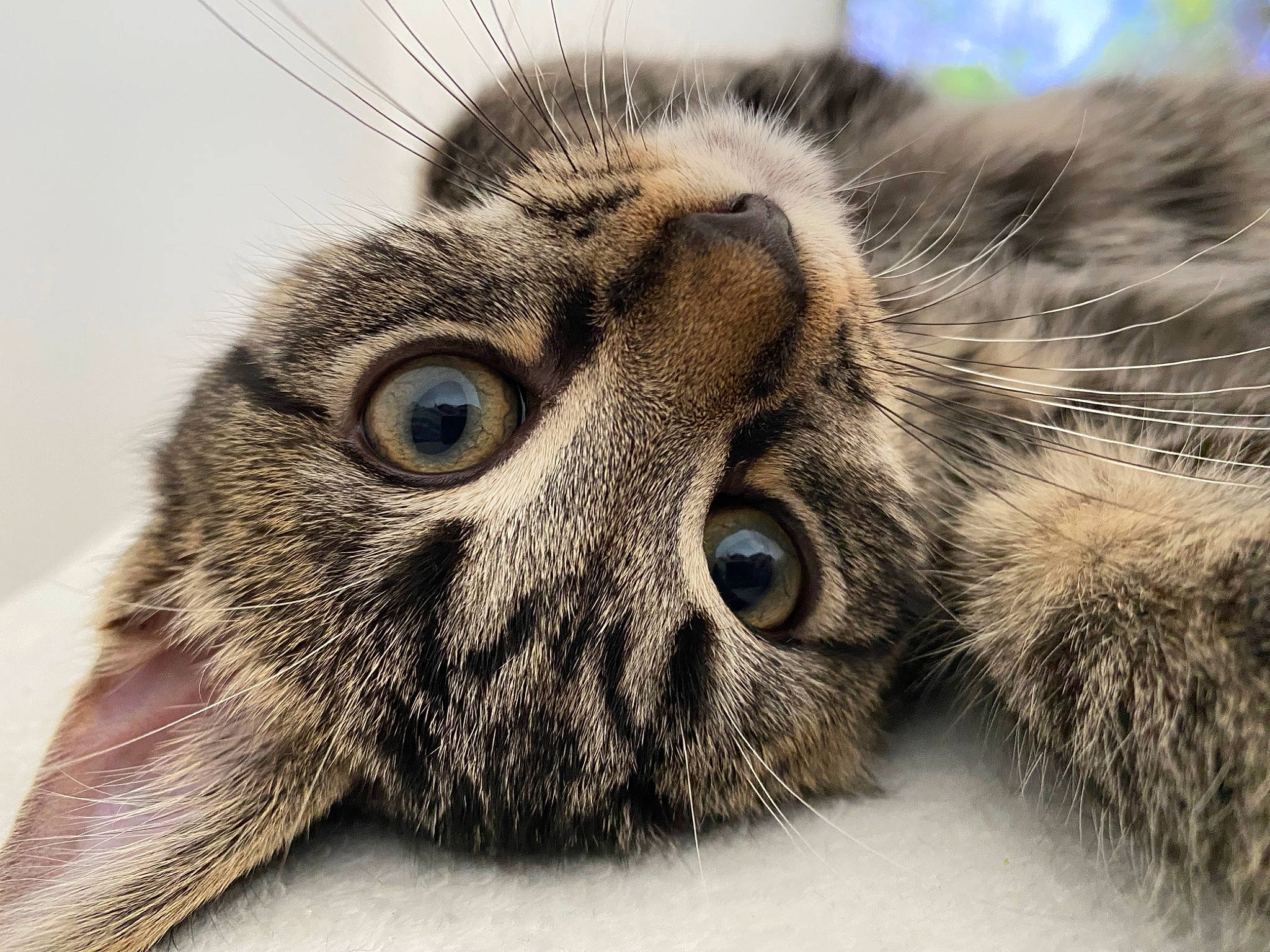 Grisou participe au concours pour gagner de l'argent avec cette photo : bird, carnivore, cat, claw, close_up, comfort, domestic_short_haired_cat, eye, eyelash, felidae, fur, grey, macro_photography, owl, paw, small_to_medium_sized_cats, snout, terrestrial_animal, whiskers, wildlife