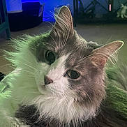 Smokey is registered to the contest to win money with this photo: cat, fluffy, gray, white, indoor, pet, animal, whiskers, ears, fur, closeup, face, curious, cozy, carpet, background, blue_light, relaxed, home, cute