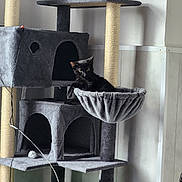Venom a rejoint le concours — aidez-le/la à gagner de superbes lots ! animal, black_cat, cat, cat_hammock, cat_tree, cozy, curious, furniture, gray, hammock, indoor, multi_level, pet, resting, scratching_post, sitting, toy_ball, wall, wide_eyes, window_light