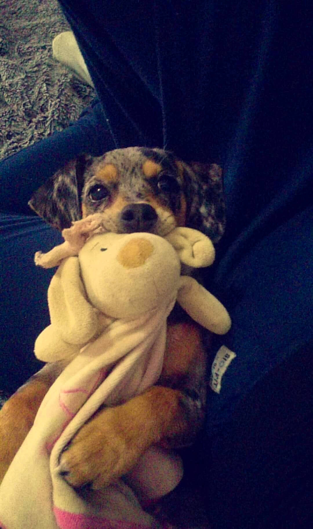 Lixie participe au concours pour gagner de l'argent avec cette photo : canidae, carnivore, dog, dog_breed, hand, love, nose, puppy, puppy_love, selfie, sky