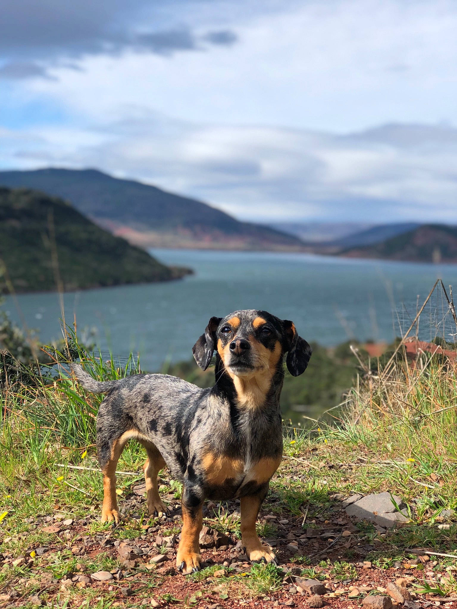 Lixie a rejoint le concours — aidez-le/la à gagner de superbes lots ! canidae, carnivore, dog, dog_breed, hill, huntaway, hunting_dog, louisiana_catahoula_leopard_dog, mammal, mountain, rare_breed_dog, vertebrate, working_dog