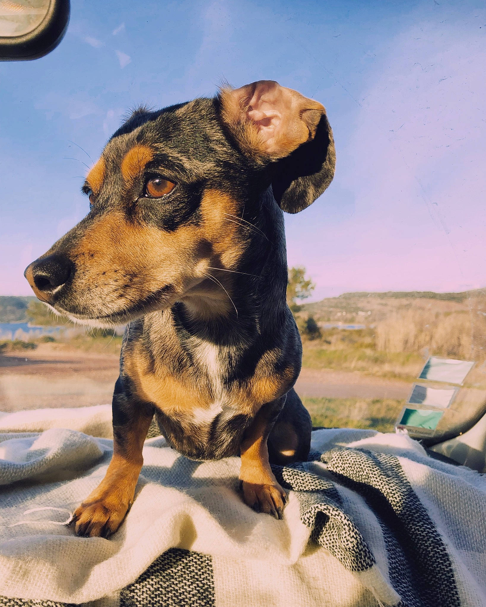 Lixie a rejoint le concours — aidez-le/la à gagner de superbes lots ! black_and_tan_terrier, canidae, carnivore, companion_dog, dog, dog_breed, huntaway, louisiana_catahoula_leopard_dog, mammal, vertebrate