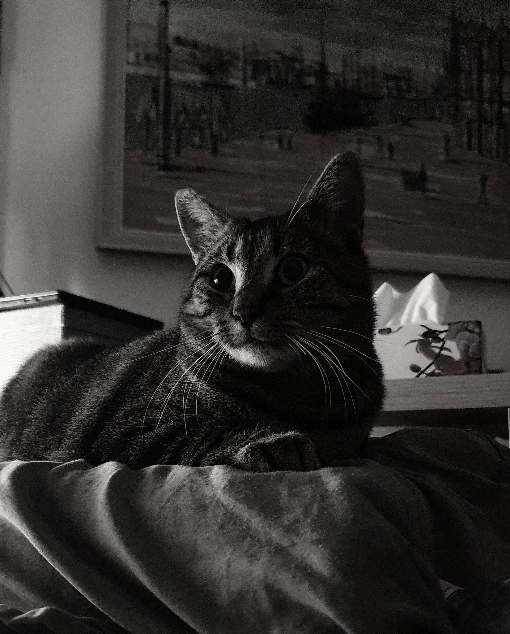 Oscar a rejoint le concours — aidez-le/la à gagner de superbes lots ! black, black_and_white, carnivore, cat, comfort, darkness, domestic_short_haired_cat, door, felidae, fur, grey, linens, monochrome, monochrome_photography, picture_frame, small_to_medium_sized_cats, snout, style, whiskers, window
