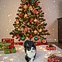 Luna a rejoint le concours — aidez-le/la à gagner de superbes lots ! cat, christmas_tree, ornaments, presents, holiday, lights, decorations, black_and_white_cat, rug, indoor, festive, celebration, gift_boxes, sparkles, floor, home, seasonal, cute, pet, animal