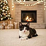 cat, black_and_white, carpet, fireplace, christmas_tree, holiday, decorations, gifts, warmth, indoor, pet, cozy, festive, animal, relaxing, cute, holiday_lights, soft_focus, home, winter