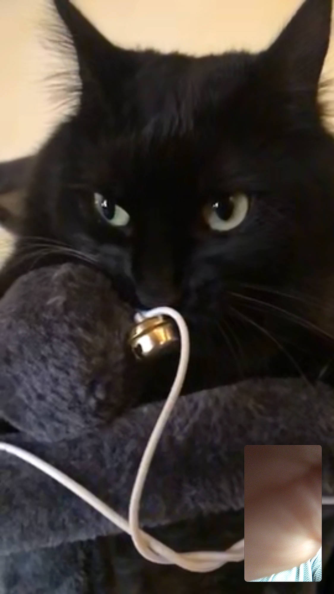 Zouzou participe au concours pour gagner de l'argent avec cette photo : asian, black_cat, bombay, british_shorthair, carnivore, cat, domestic_long_haired_cat, domestic_short_haired_cat, felidae, fur, kitten, mammal, norwegian_forest_cat, persian, small_to_medium_sized_cats, snout, vertebrate, whiskers