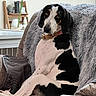 Maisimae is registered to the contest to win money with this photo: dog, black_and_white, lounge, chair, blanket, bamboo_plant, indoor, pet, relaxed, cozy, home, furniture, decor, sitting, looking, fur, canine, collar, resting, domestic