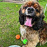 Mr. President joined the competition — help win amazing prizes! dog, tongue, happy, outdoor, grass, tennis_ball, pet, animal, playful, fur, canine, closeup, brown, black, ears, nose, mouth, toy, summer, nature