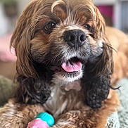 Mr. President joined the competition — help win amazing prizes! dog, pet, close_up, tongue_out, toy, ice_cream_cone, fluffy, brown, black, white, indoor, blurred_background, cute, animal, happy, fur, paw, playing, companion, relaxed