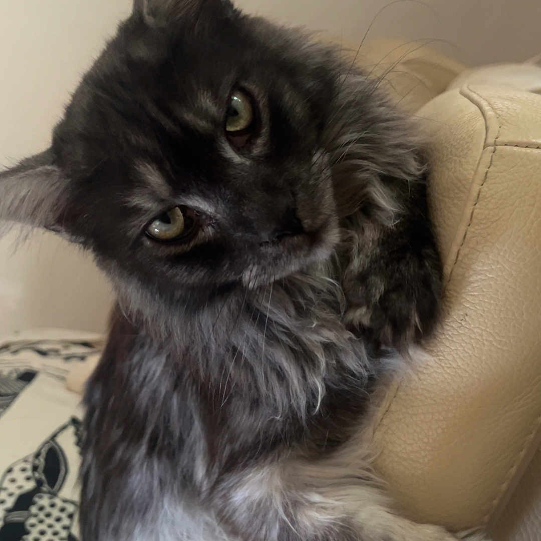 éros a rejoint le concours — aidez-le/la à gagner de superbes lots ! cat, feline, pet, indoor, fur, green_eyes, curious, leather_couch, beige, close_up, portrait, whiskers, ears, paw, animal, domestic, resting, looking, cute, fluffy