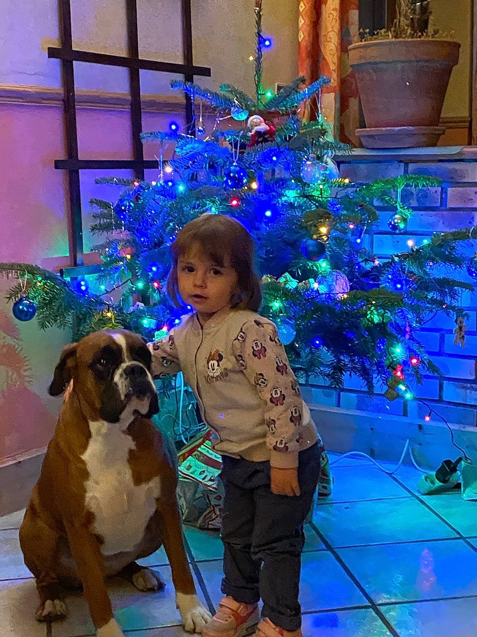 Louane participe au concours pour gagner de l'argent avec cette photo : blue, carnivore, christmas, christmas_decoration, christmas_ornament, christmas_tree, companion_dog, dog, dog_breed, event, fun, green, holiday, light, lighting, ornament, person, plant, snout, tree