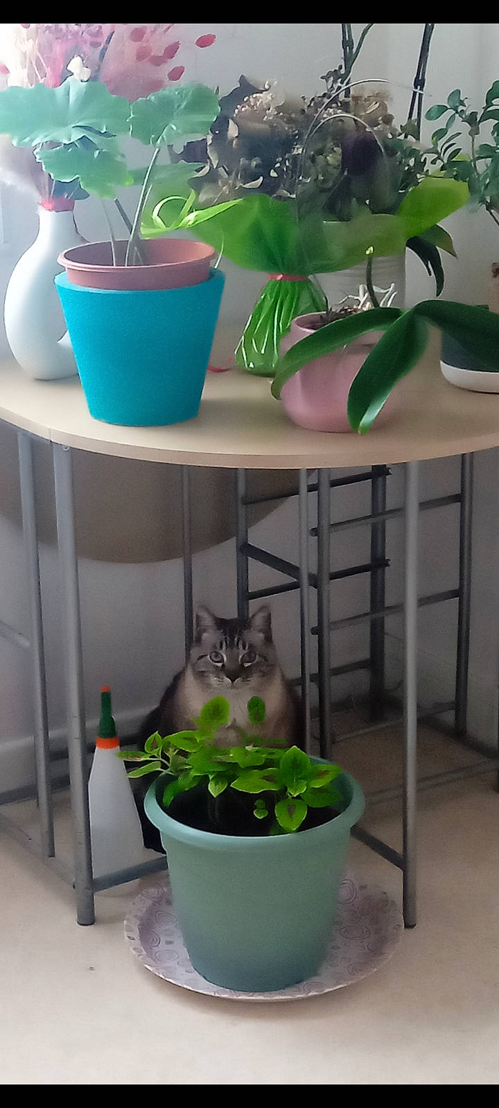 Knut a rejoint le concours — aidez-le/la à gagner de superbes lots ! animal, cat, container, curious, decor, domestic, floor, flower_pot, furniture, greenery, home, houseplant, indoor, leaf, nature, pet, plant, potted_plant, sitting, table