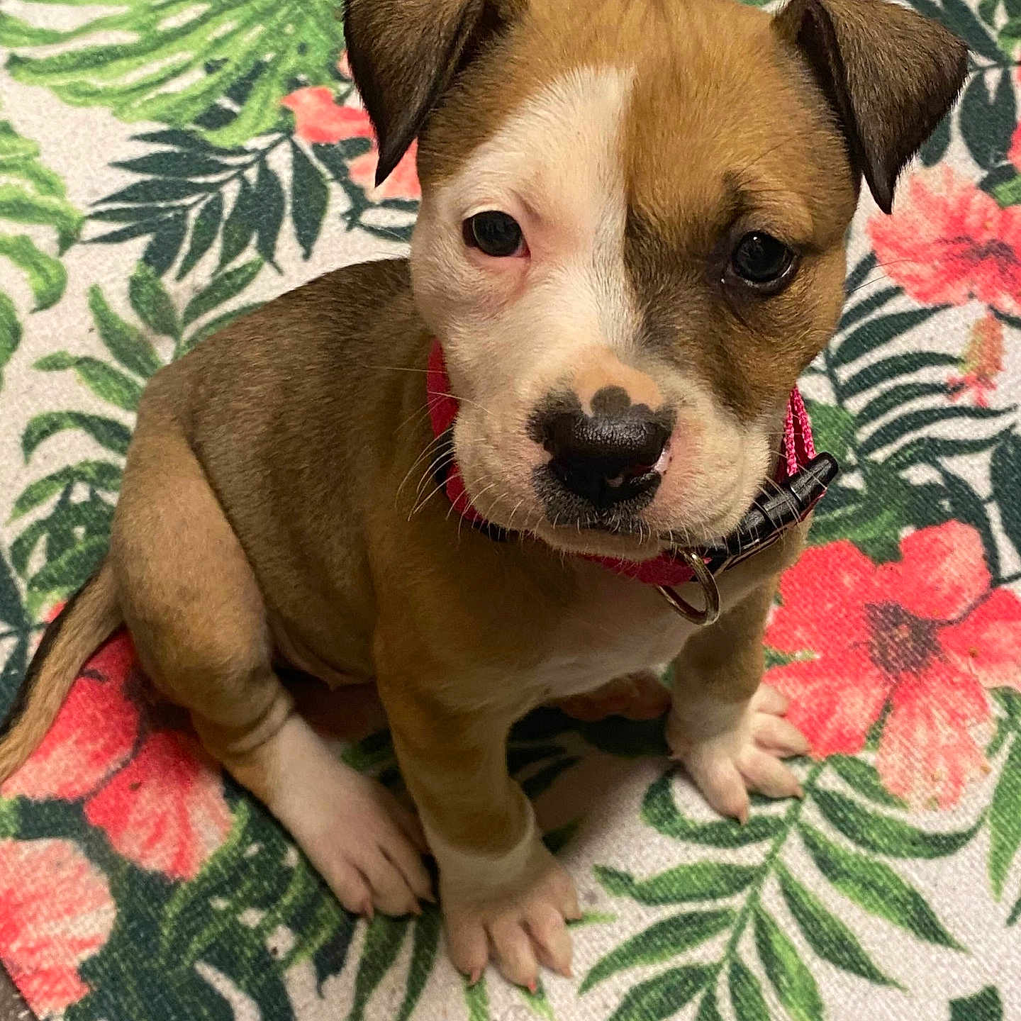 Jersey joined the competition — help win amazing prizes! adorable, animal, brown, collar, cute, dog, ears, face, floor, floral_pattern, indoor, leaf_pattern, looking_up, mat, paw, pet, puppy, sitting, white, young