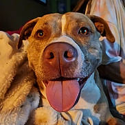 Nakita is registered to the contest to win money with this photo: dog, tongue_out, close_up, blanket, cozy, indoor, pet, happy, nose, fur, ears, smiling, person, background, wall_art, brown, white, portrait, warm_lighting, home