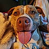 dog, tongue_out, close_up, blanket, cozy, indoor, pet, happy, nose, fur, ears, smiling, person, background, wall_art, brown, white, portrait, warm_lighting, home