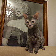 Théos a rejoint le concours — aidez-le/la à gagner de superbes lots ! cat, kitten, gray_cat, portrait, black_and_white, framed_photo, furniture, beige, indoor, wall, curious, sitting, ears, eyes, whiskers, pet, animal, home, decor, couch