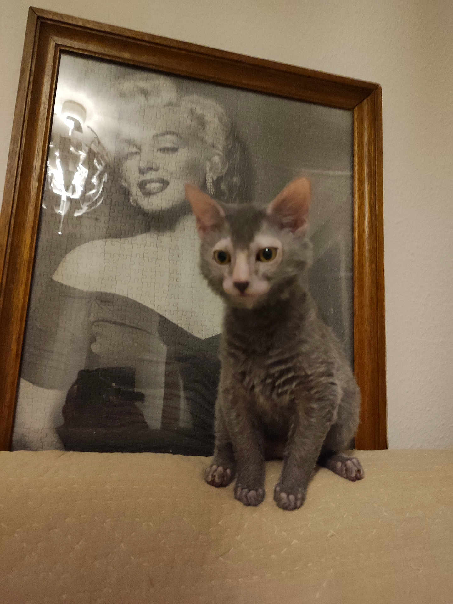Théos a rejoint le concours — aidez-le/la à gagner de superbes lots ! cat, kitten, gray_cat, portrait, black_and_white, framed_photo, furniture, beige, indoor, wall, curious, sitting, ears, eyes, whiskers, pet, animal, home, decor, couch