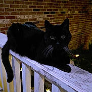 Oscar joined the competition — help win amazing prizes! cat, black_cat, railing, brick_wall, night, outdoor, plant, leaf, animal, pet, whiskers, tail, feline, dark, lighting, star_light, wood, texture, quiet, relaxed