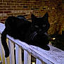 cat, black_cat, railing, brick_wall, night, outdoor, plant, leaf, animal, pet, whiskers, tail, feline, dark, lighting, star_light, wood, texture, quiet, relaxed