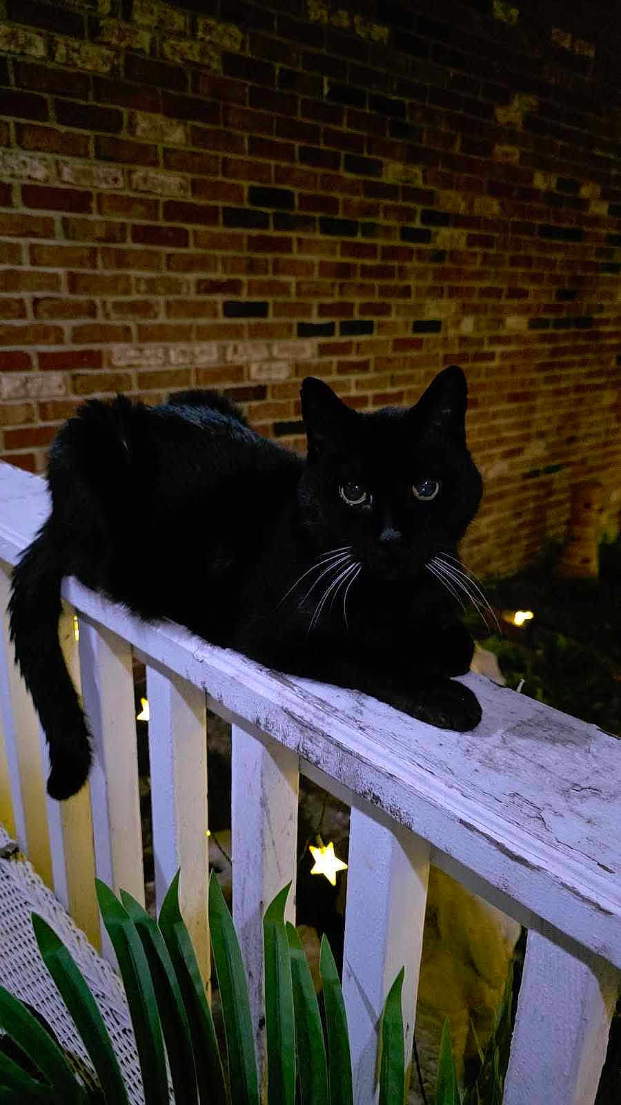 Oscar