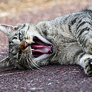 Ruban participe au concours pour gagner de l'argent avec cette photo : cat, tabby_cat, animal, pet, feline, mouth_open, teeth, tongue, whiskers, fur, outdoor, lying_down, close_up, playful, expression, paws, head, eyes, nature, ground