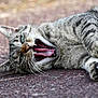 cat, tabby_cat, animal, pet, feline, mouth_open, teeth, tongue, whiskers, fur, outdoor, lying_down, close_up, playful, expression, paws, head, eyes, nature, ground