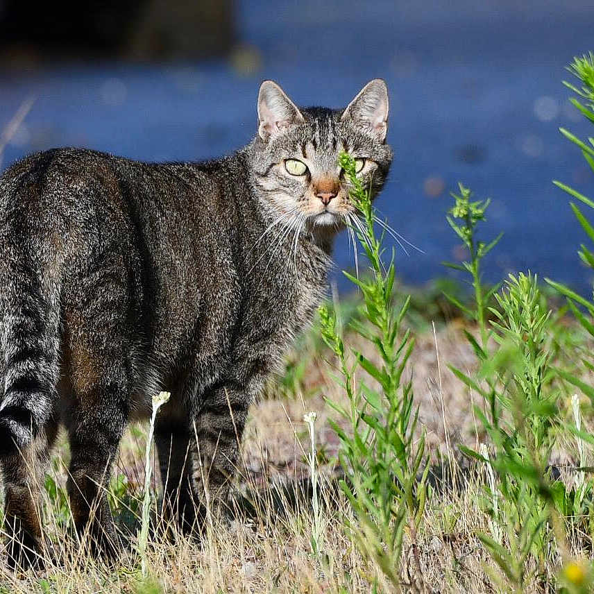 Ruban a rejoint le concours — aidez-le/la à gagner de superbes lots ! alert, animal, background, blue, cat, daylight, eyes, feline, field, fur, grass, greenery, mammal, nature, outdoor, plants, standing, sunlight, tabby_cat, wildlife