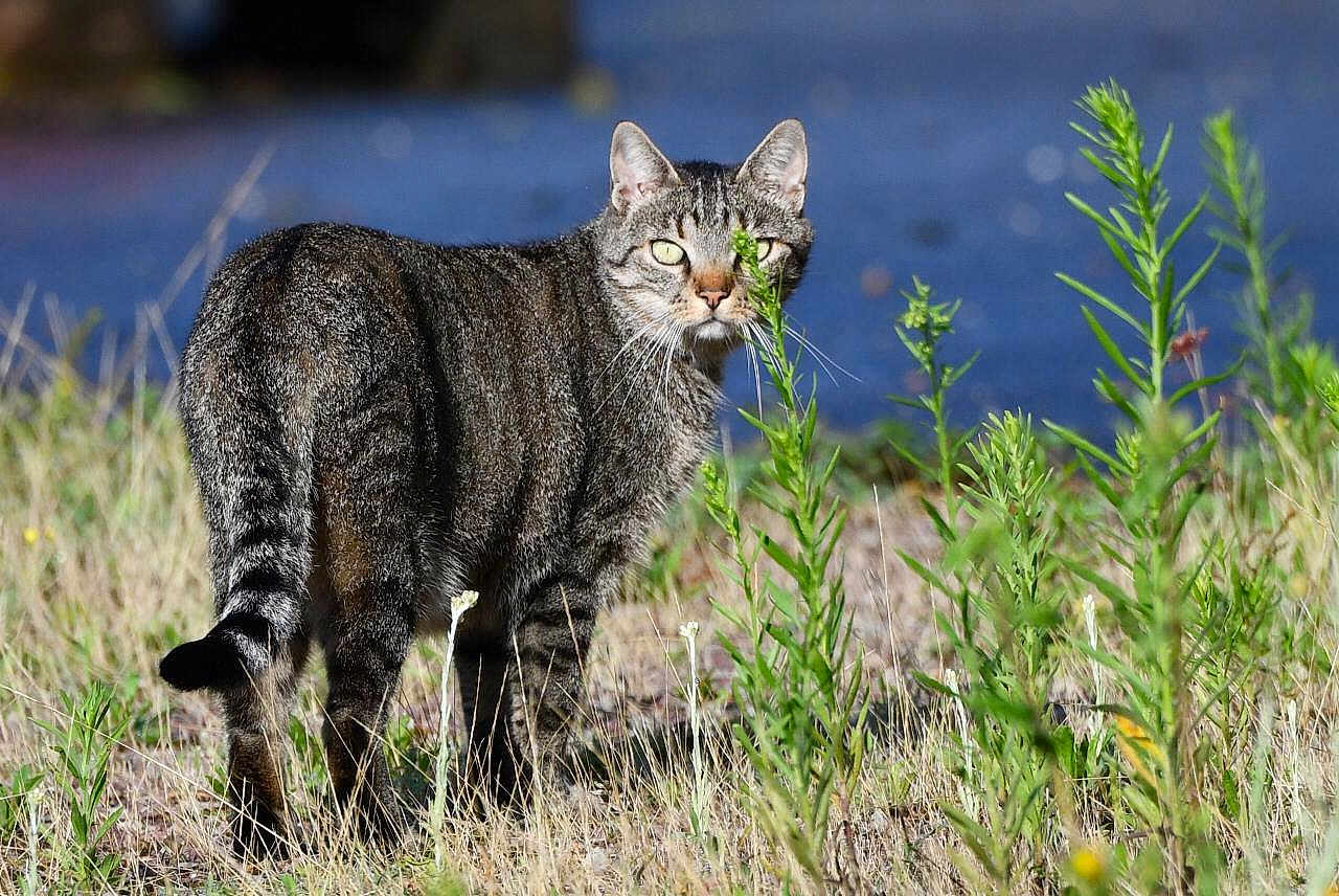 Ruban a rejoint le concours — aidez-le/la à gagner de superbes lots ! cat, tabby_cat, grass, plants, outdoor, nature, animal, feline, wildlife, greenery, sunlight, fur, standing, alert, field, background, blue, daylight, mammal, eyes