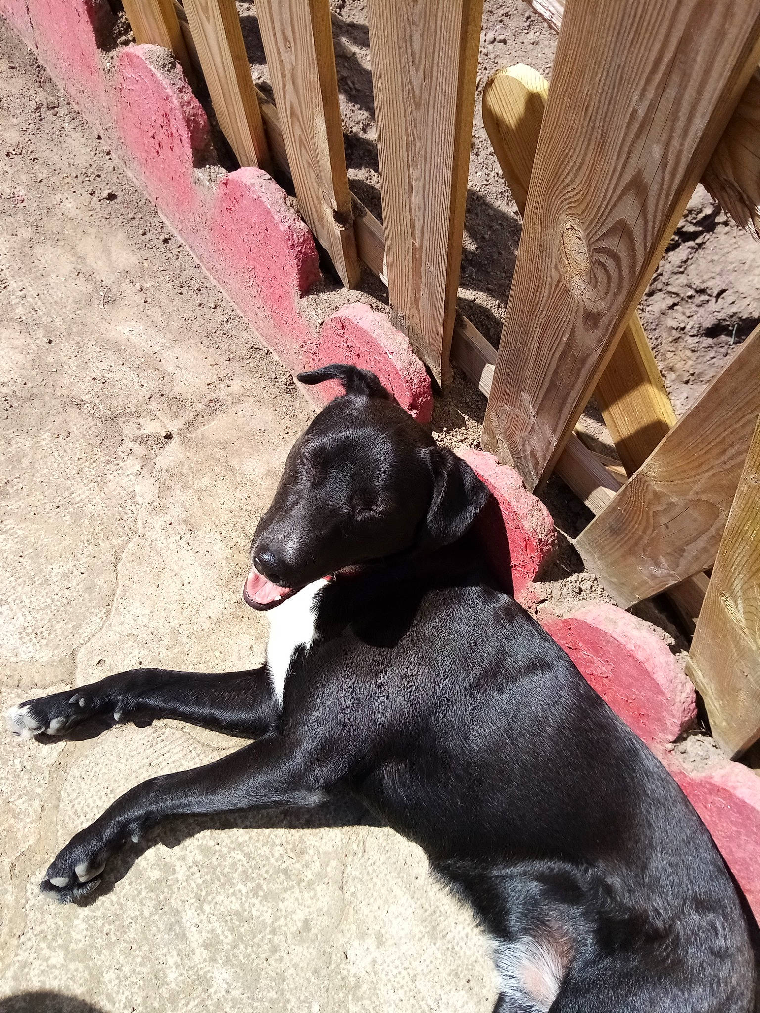 Pakito participe au concours pour gagner de l'argent avec cette photo : canidae, carnivore, dog, dog_breed, guard_dog, snout, sporting_group