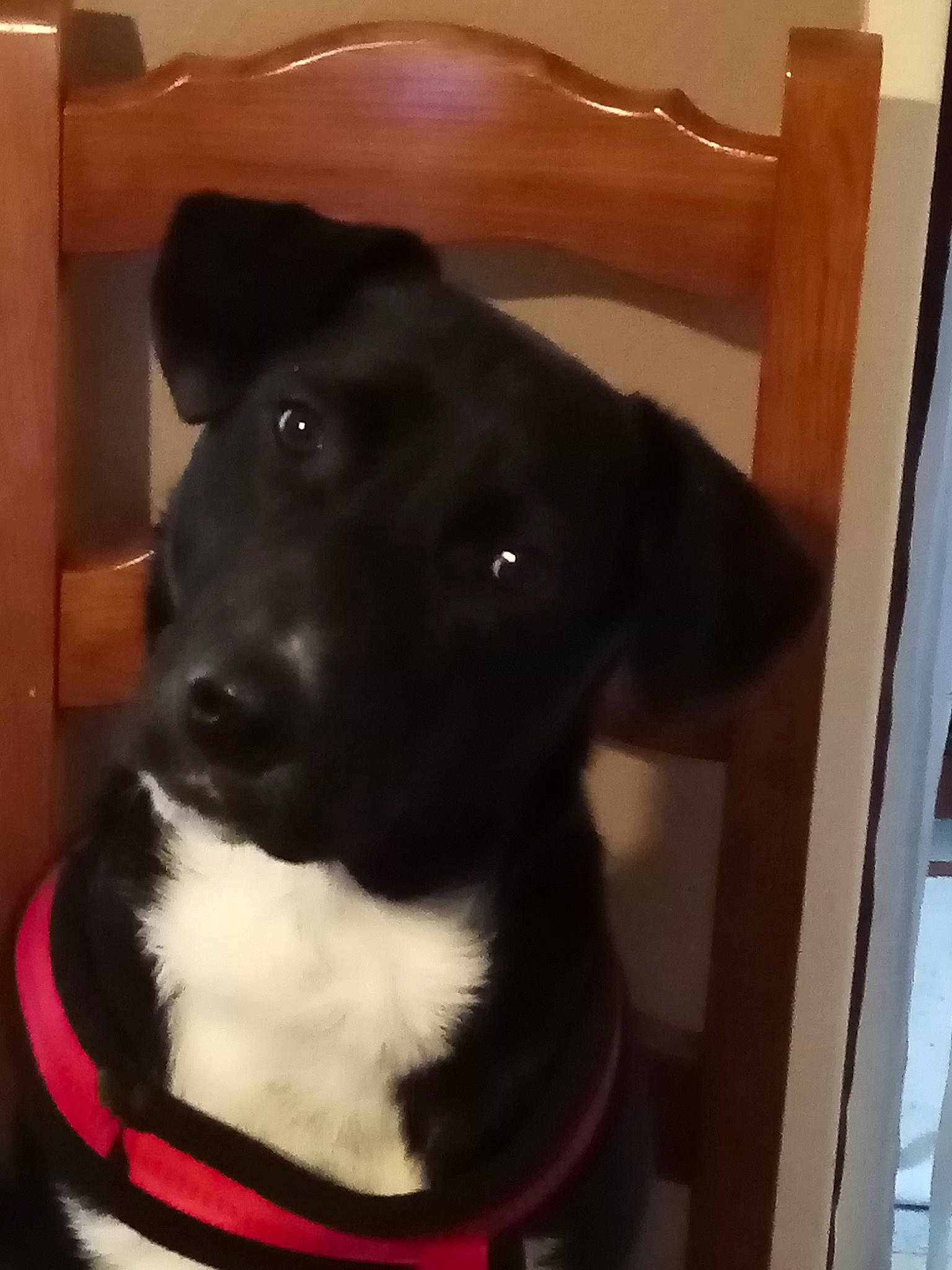 Pakito a rejoint le concours — aidez-le/la à gagner de superbes lots ! beagador, borador, canidae, carnivore, dog, dog_breed, labrador_retriever, mammal, patterdale_terrier, puppy, rare_breed_dog, snout, sporting_group