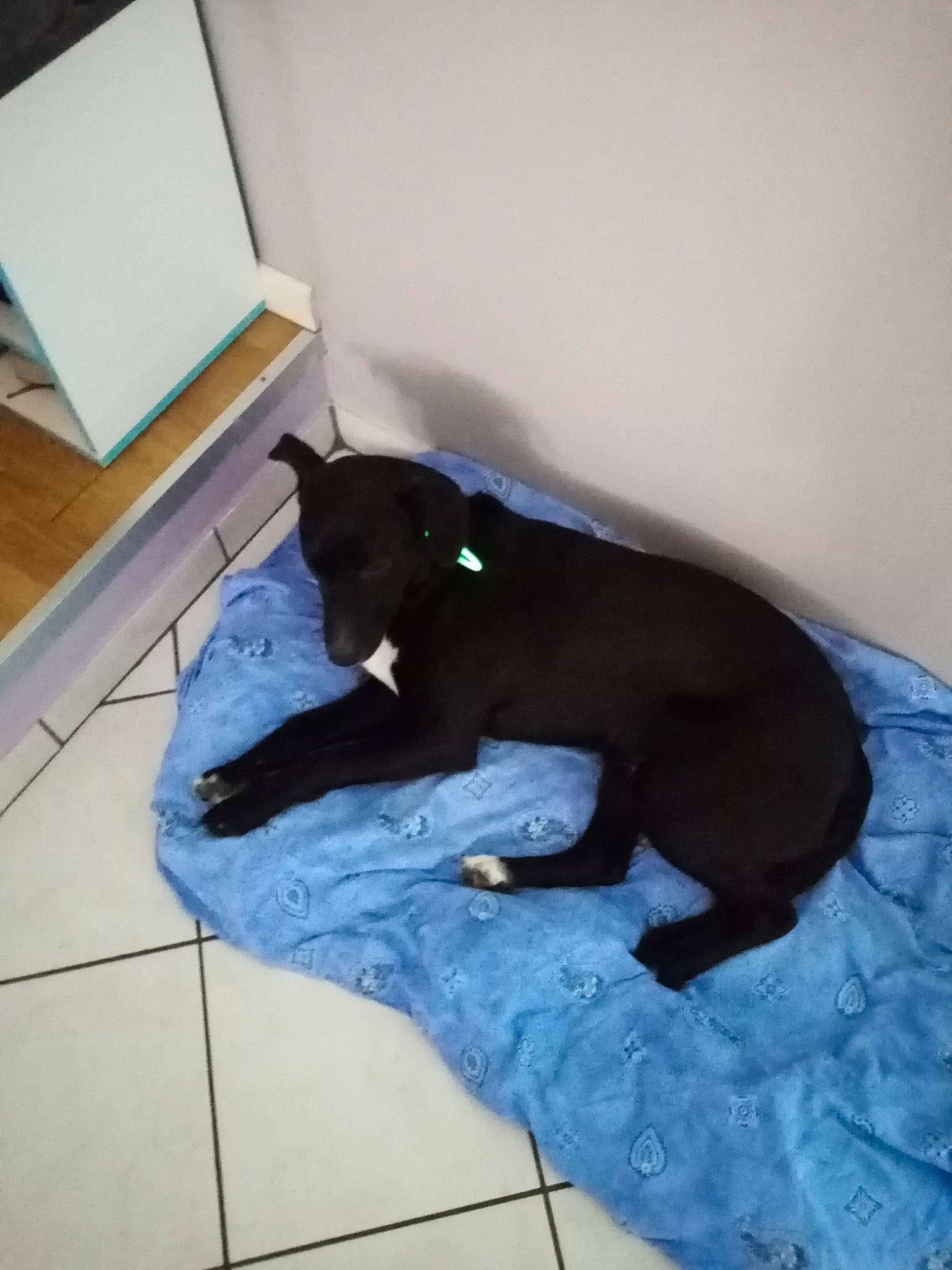 Pakito participe au concours pour gagner de l'argent avec cette photo : black_cat, canidae, carnivore, cat, comfort, dog, dog_breed, felidae, floor, flooring, russian_blue, schipperke, small_to_medium_sized_cats, sporting_group, tail, tile, whiskers