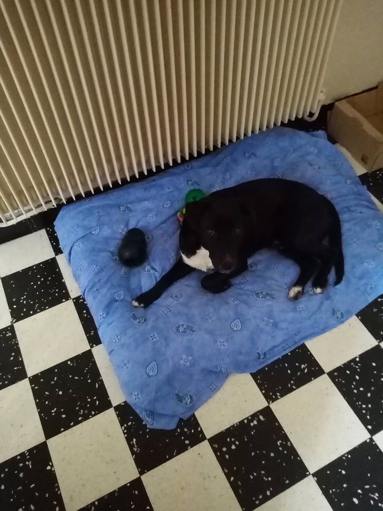 Pakito participe au concours pour gagner de l'argent avec cette photo : canidae, carnivore, cat, dog_breed, felidae, floor, flooring, play, square, tail, tile