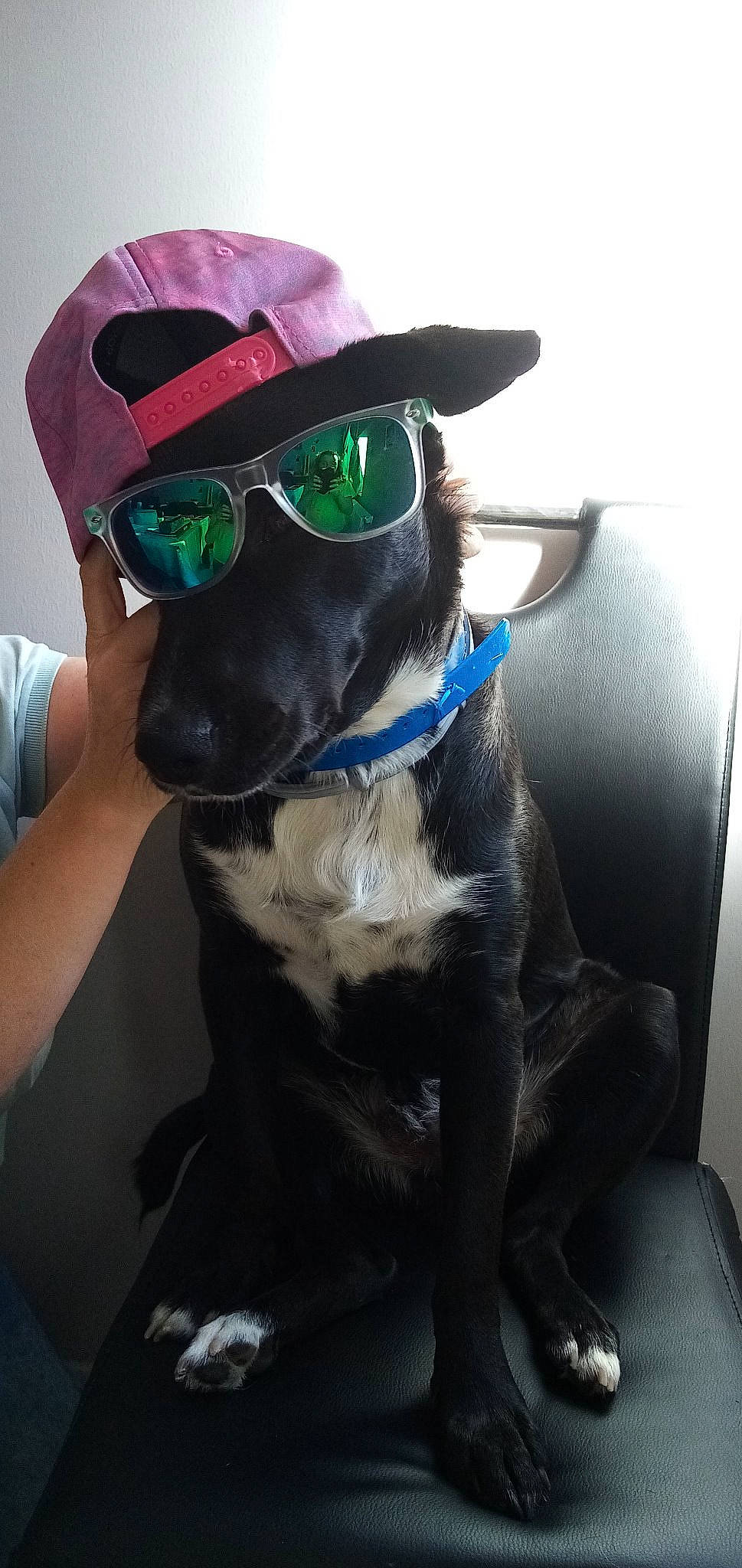 Pakito a rejoint le concours — aidez-le/la à gagner de superbes lots ! american_pit_bull_terrier, canidae, carnivore, cool, dog, dog_breed, dog_collar, eyewear, glasses, goggles, non_sporting_group, personal_protective_equipment, pit_bull, snout, sporting_group, sunglasses, vision_care