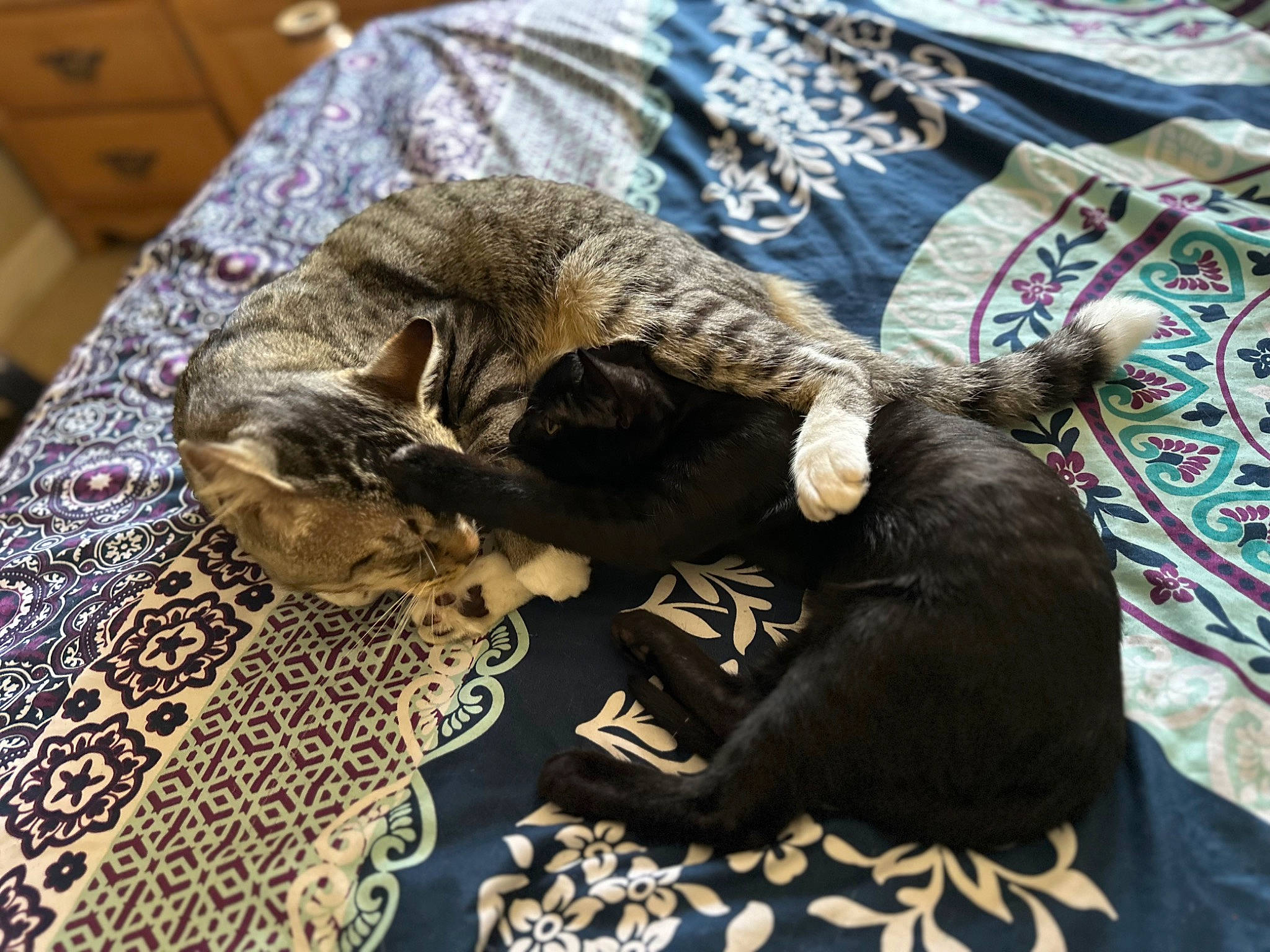 Link joined the competition — help win amazing prizes! black_cat, bombay, cabinetry, carnivore, cat, claw, comfort, domestic_short_haired_cat, drawer, felidae, fur, hardwood, linens, mammal, nap, pattern, small_to_medium_sized_cats, tail, whiskers, wood