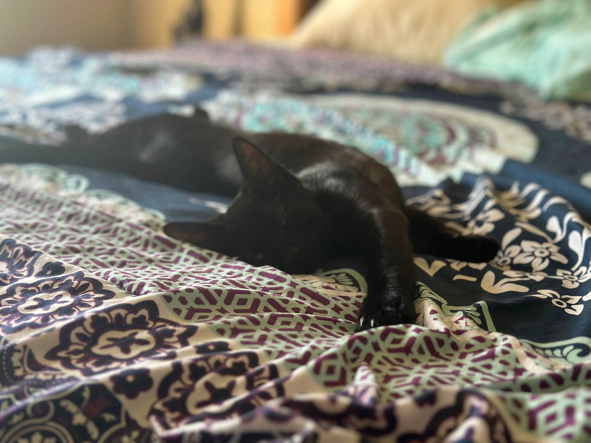 Link joined the competition — help win amazing prizes! bed_sheet, black_cat, bombay, carnivore, cat, comfort, domestic_short_haired_cat, felidae, fur, grey, havana_brown, linens, monochrome_photography, pattern, small_to_medium_sized_cats, terrestrial_animal, whiskers, wildlife
