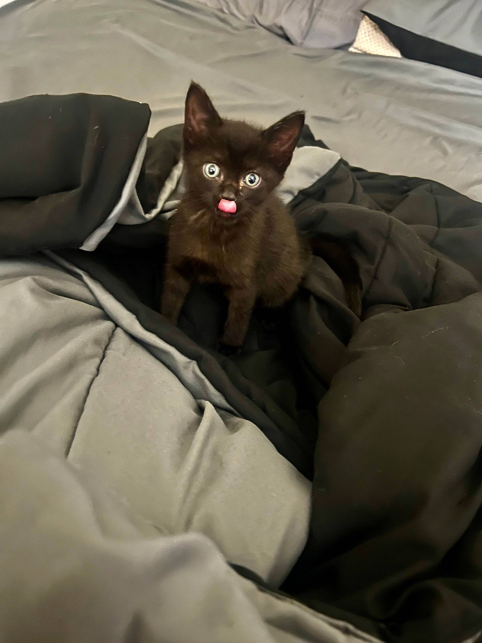Link is registered to the contest to win money with this photo: bedding, black_cat, carnivore, cat, cat_bed, comfort, domestic_short_haired_cat, fawn, felidae, fur, grey, linens, paw, small_to_medium_sized_cats, snout, tail, terrestrial_animal, whiskers, working_animal