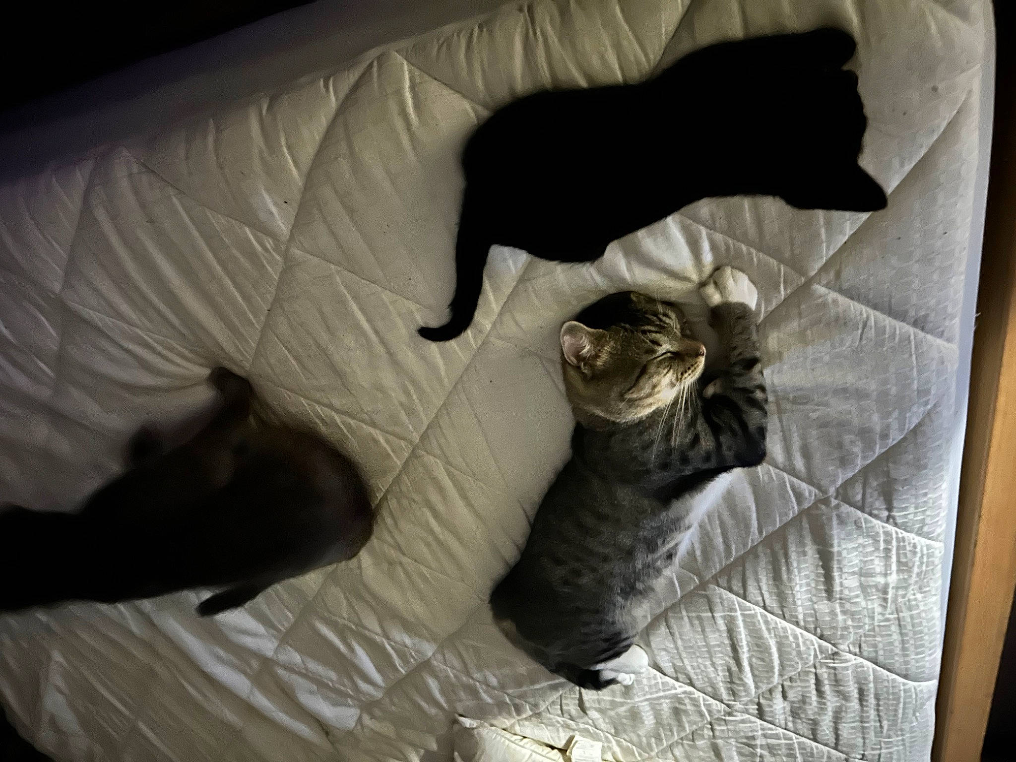 Link joined the competition — help win amazing prizes! carnivore, cat, comfort, dog_breed, domestic_short_haired_cat, felidae, fur, grey, linens, nap, room, small_to_medium_sized_cats, sporting_group, tail, whiskers