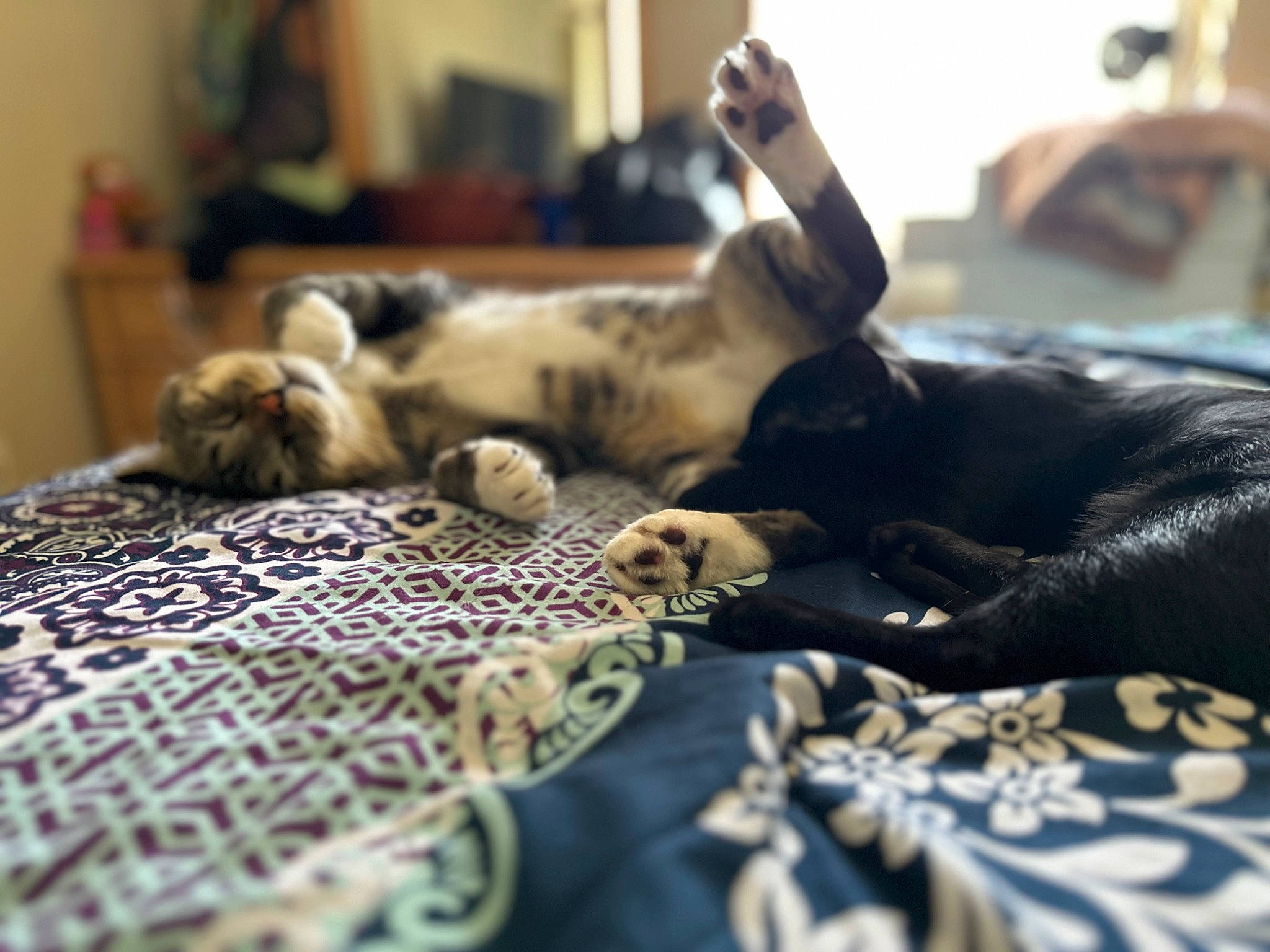 Link joined the competition — help win amazing prizes! bed, bed_sheet, bedding, bedroom, cat, comfort, companion_dog, domestic_short_haired_cat, duvet, fawn, felidae, fur, linens, pattern, plaid, room, small_to_medium_sized_cats, textile, whiskers, wood