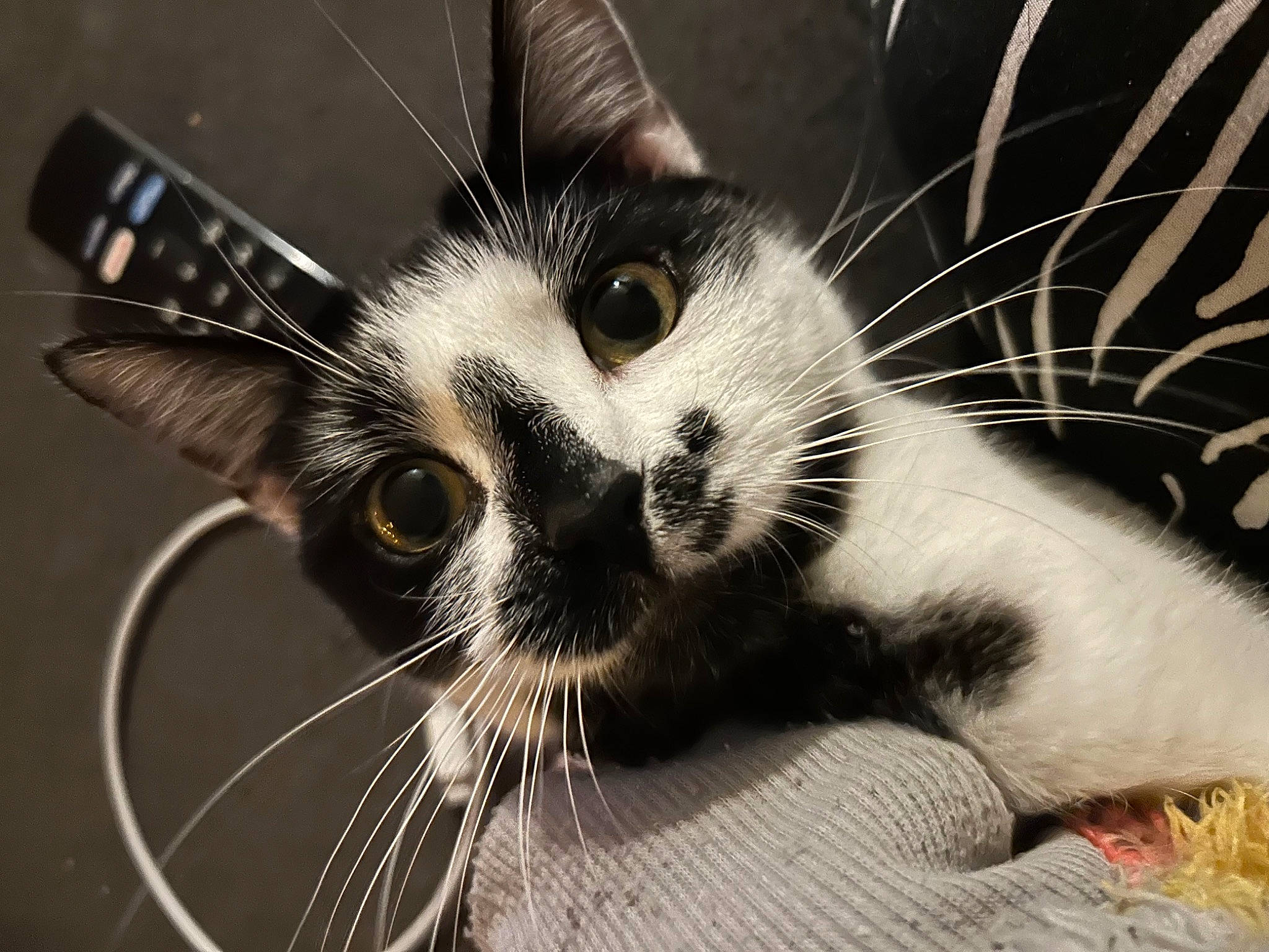 Medusa joined the competition — help win amazing prizes! carnivore, cat, claw, close_up, comfort, domestic_short_haired_cat, eye, eyelash, felidae, fur, leg, monochrome, monochrome_photography, paw, small_to_medium_sized_cats, snout, tail, terrestrial_animal, tree, whiskers