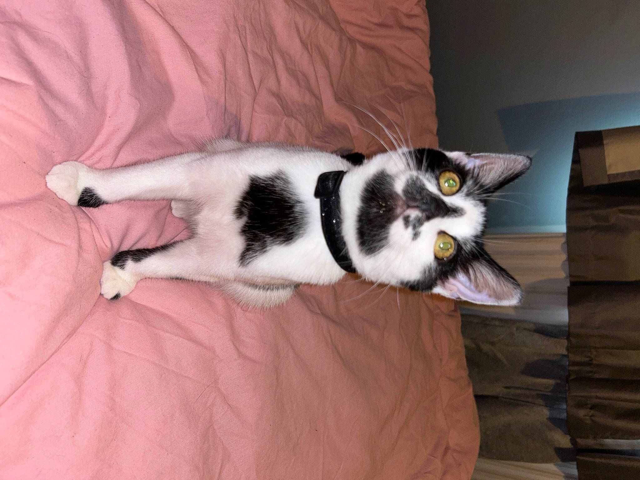 Medusa joined the competition — help win amazing prizes! canidae, carnivore, cat, cat_supply, claw, comfort, domestic_short_haired_cat, felidae, flooring, fur, grey, hardwood, linens, paw, small_to_medium_sized_cats, snout, tail, whiskers, wood