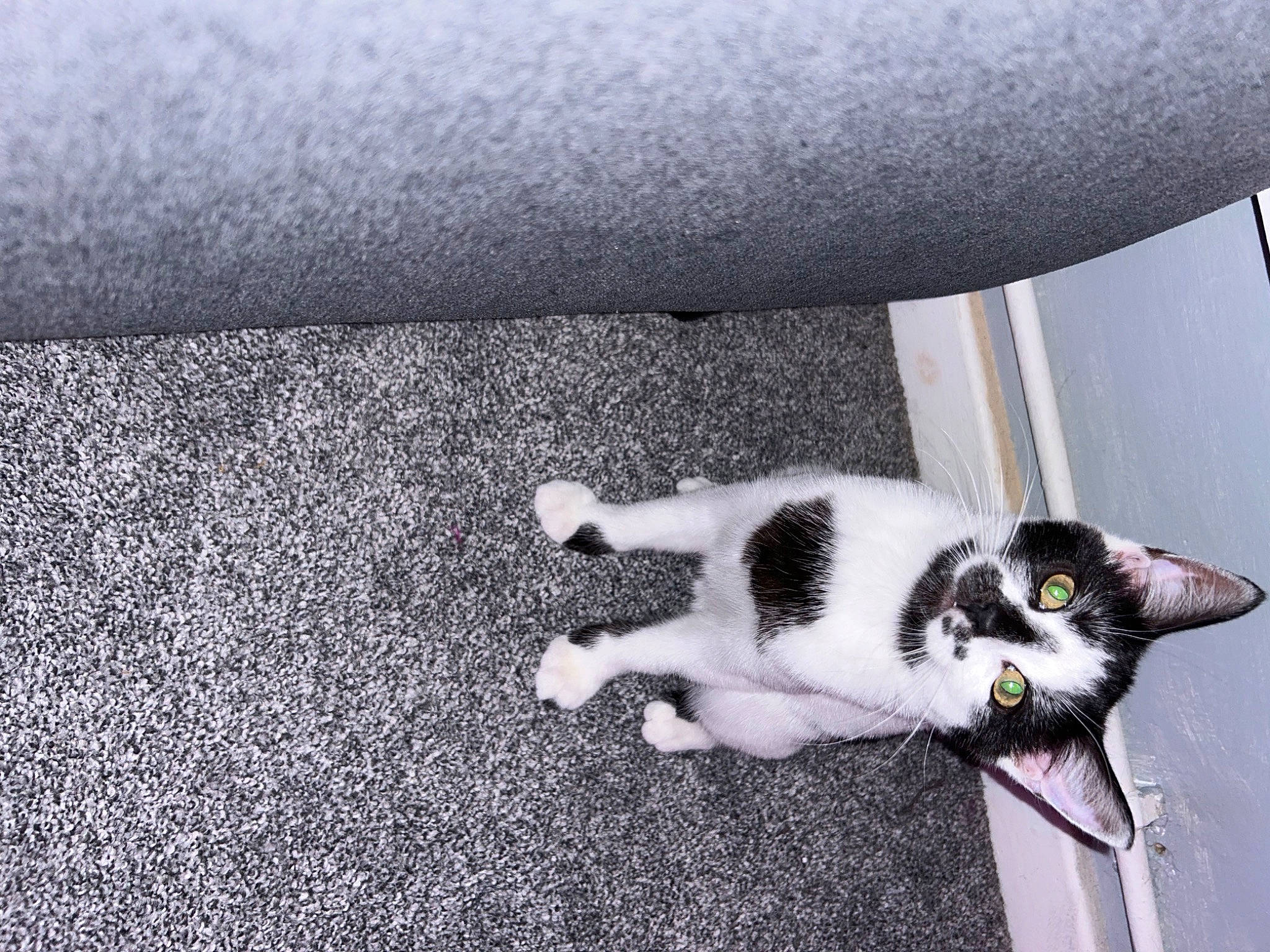 Medusa joined the competition — help win amazing prizes! asphalt, automotive_tire, carnivore, cat, domestic_short_haired_cat, eye, felidae, flooring, fur, grass, grey, human_leg, paw, plant, road_surface, small_to_medium_sized_cats, snout, tail, whiskers, window