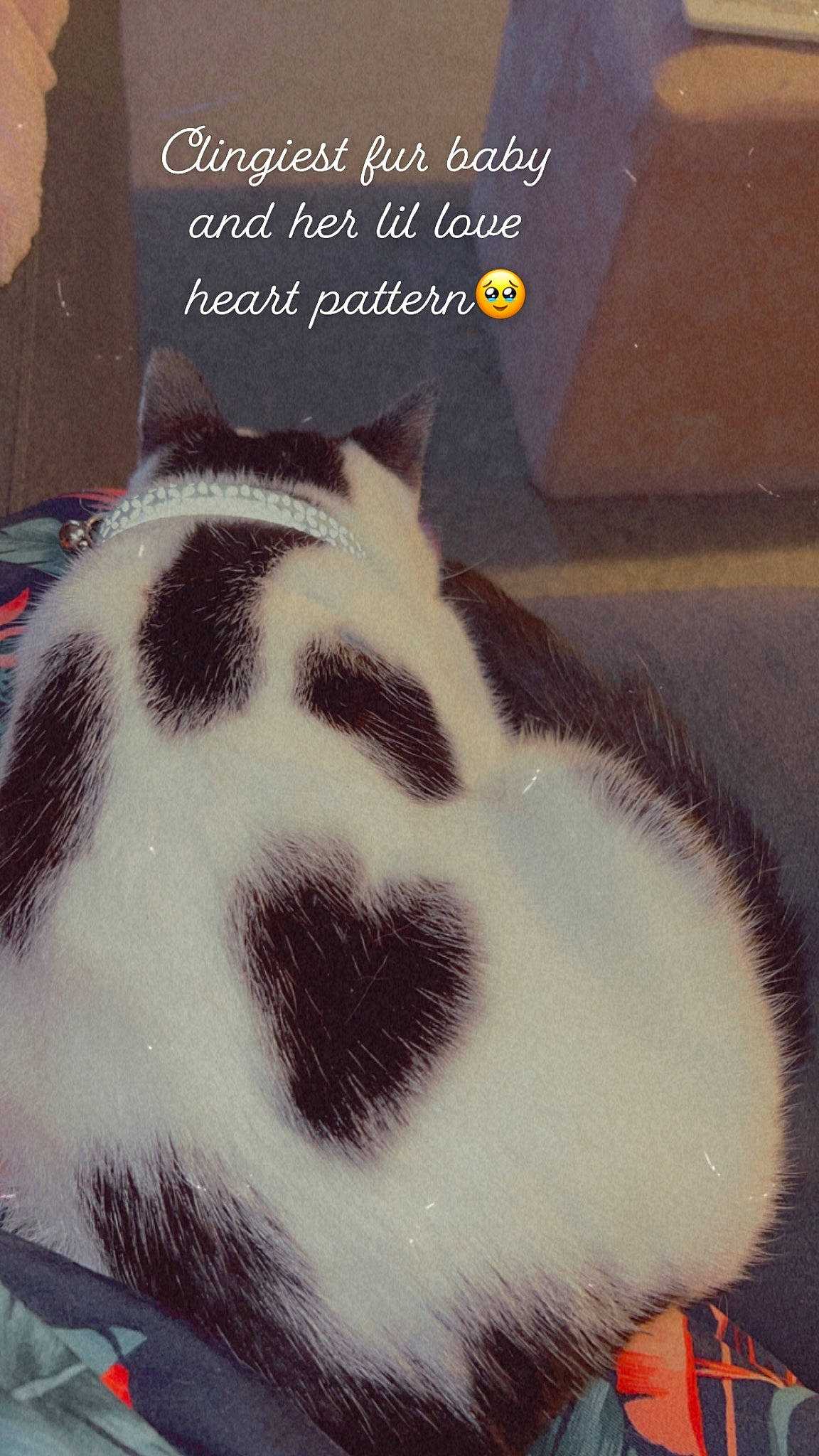 Medusa joined the competition — help win amazing prizes! carnivore, cat, cloud, felidae, font, fur, light, metal, paw, photo_caption, poster, publication, sky, small_to_medium_sized_cats, snout, square, tail, terrestrial_animal, whiskers, white