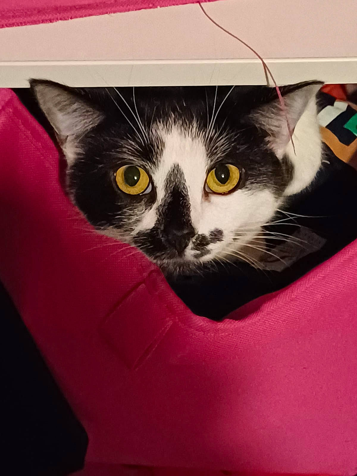 Medusa is registered to the contest to win money with this photo: box, cardboard, carnivore, cat, comfort, domestic_short_haired_cat, felidae, font, fur, packaging_and_labeling, paw, pet_supply, rectangle, small_to_medium_sized_cats, snout, square, tail, visual_arts, whiskers, window